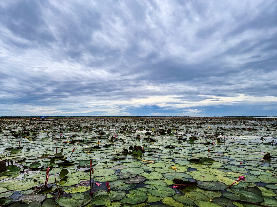 Lotus leaves stretching across Red Lotus Lake in Udon Thani